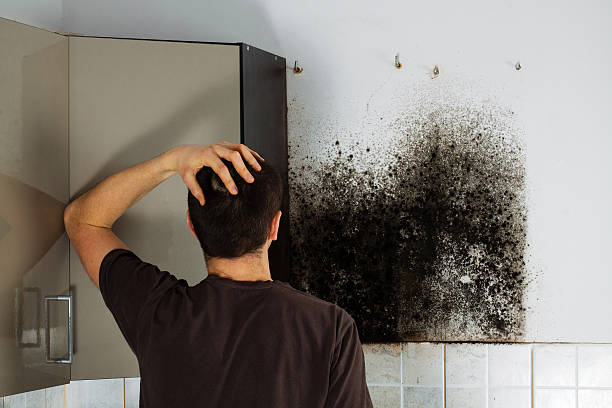 Best Kitchen Mold Remediation in Chalco, NE